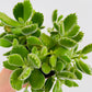 Bilde av Cotyledon ‘Green Footprint’-Spanne Plantesalg