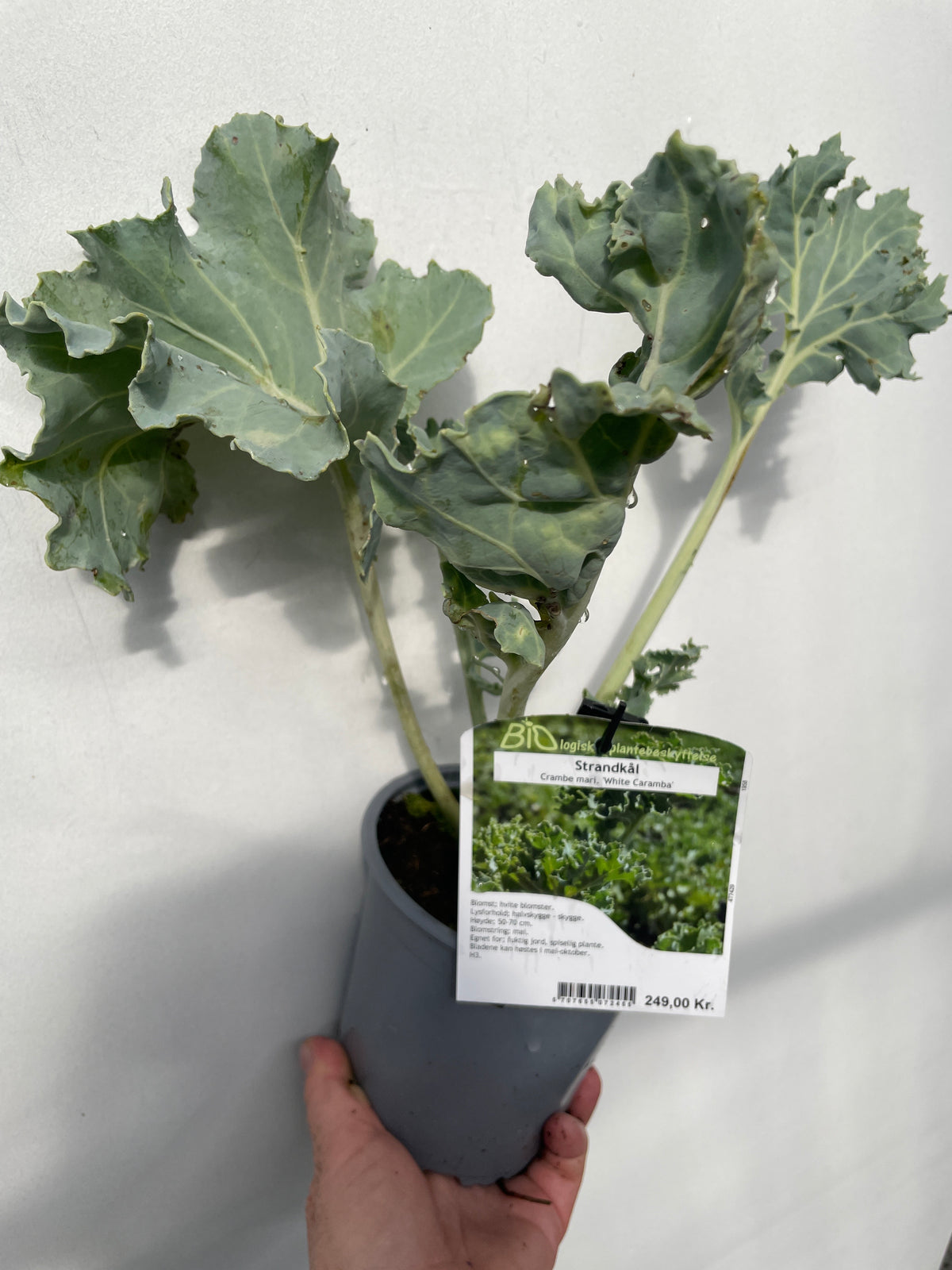 Bilde av Crambe mari. 'White Caramba'-Spanne Plantesalg