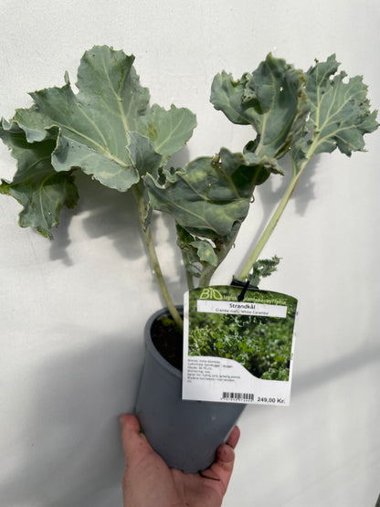 Bilde av Crambe mari. 'White Caramba'-Spanne Plantesalg
