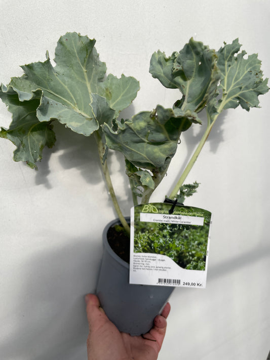 Bilde av Crambe mari. 'White Caramba'-Spanne Plantesalg