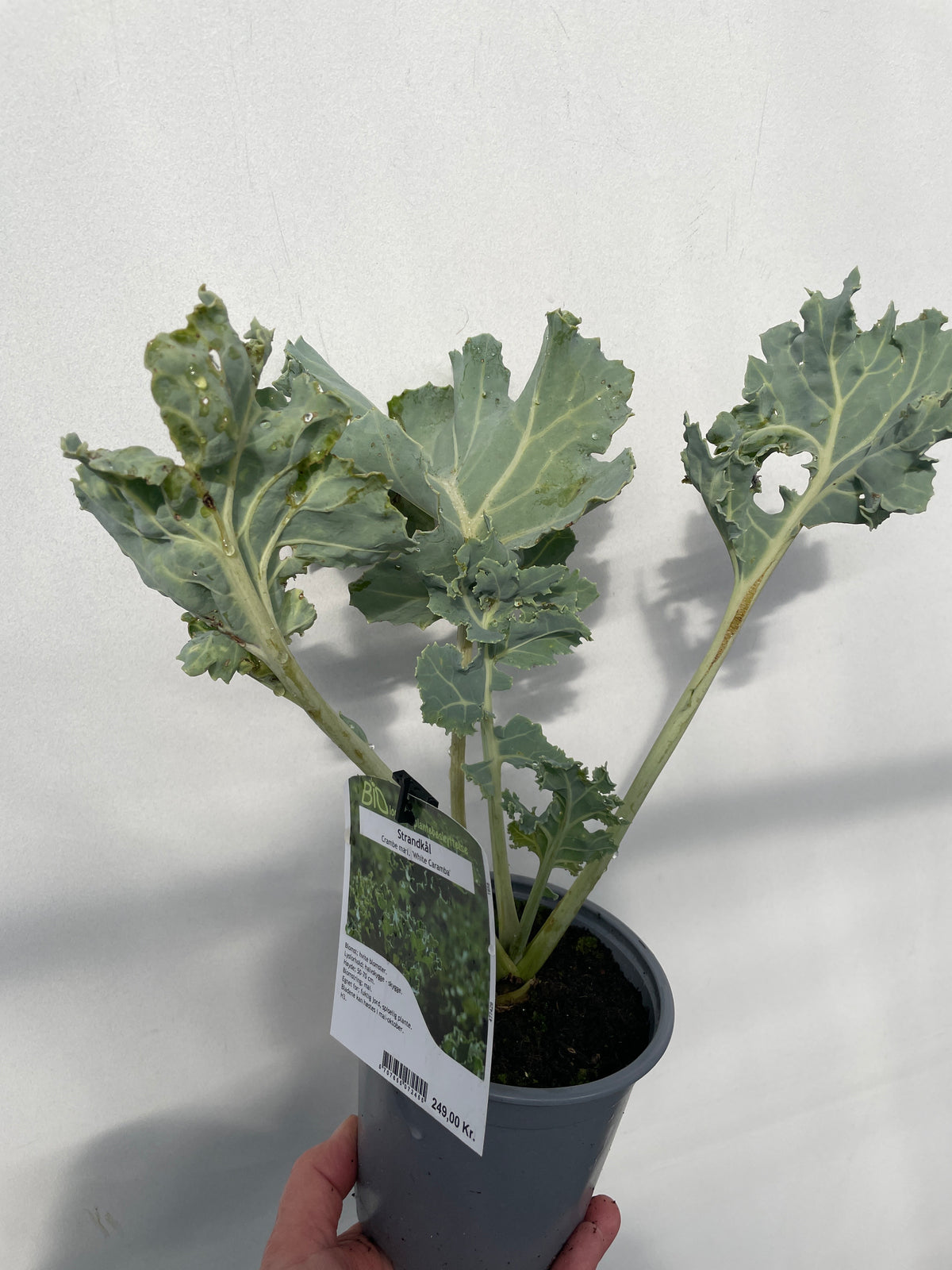 Bilde av Crambe mari. 'White Caramba'-Spanne Plantesalg