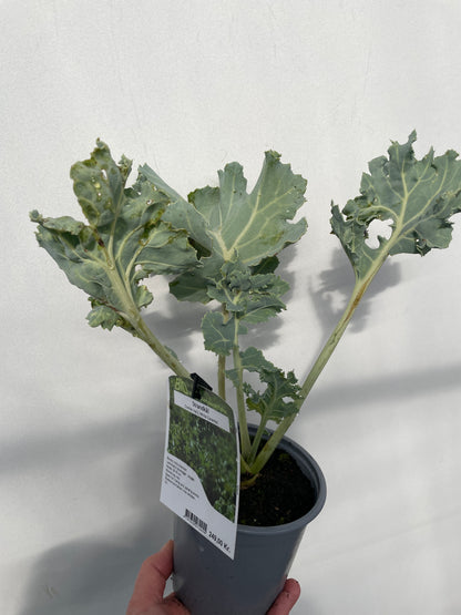 Bilde av Crambe mari. 'White Caramba'-Spanne Plantesalg