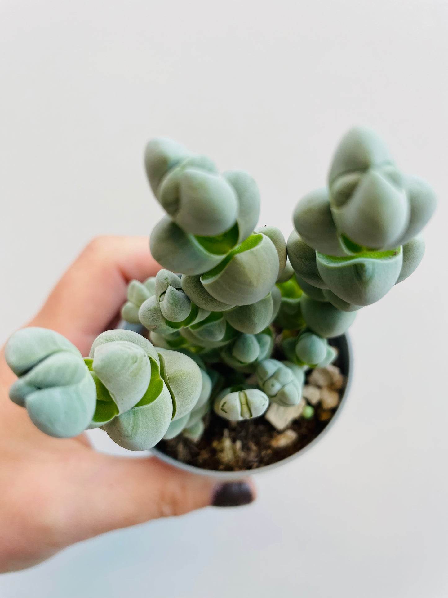 Bilde av Crassula ‘Arta’-Spanne Plantesalg