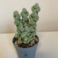 Bilde av Crassula Arta-Spanne Plantesalg
