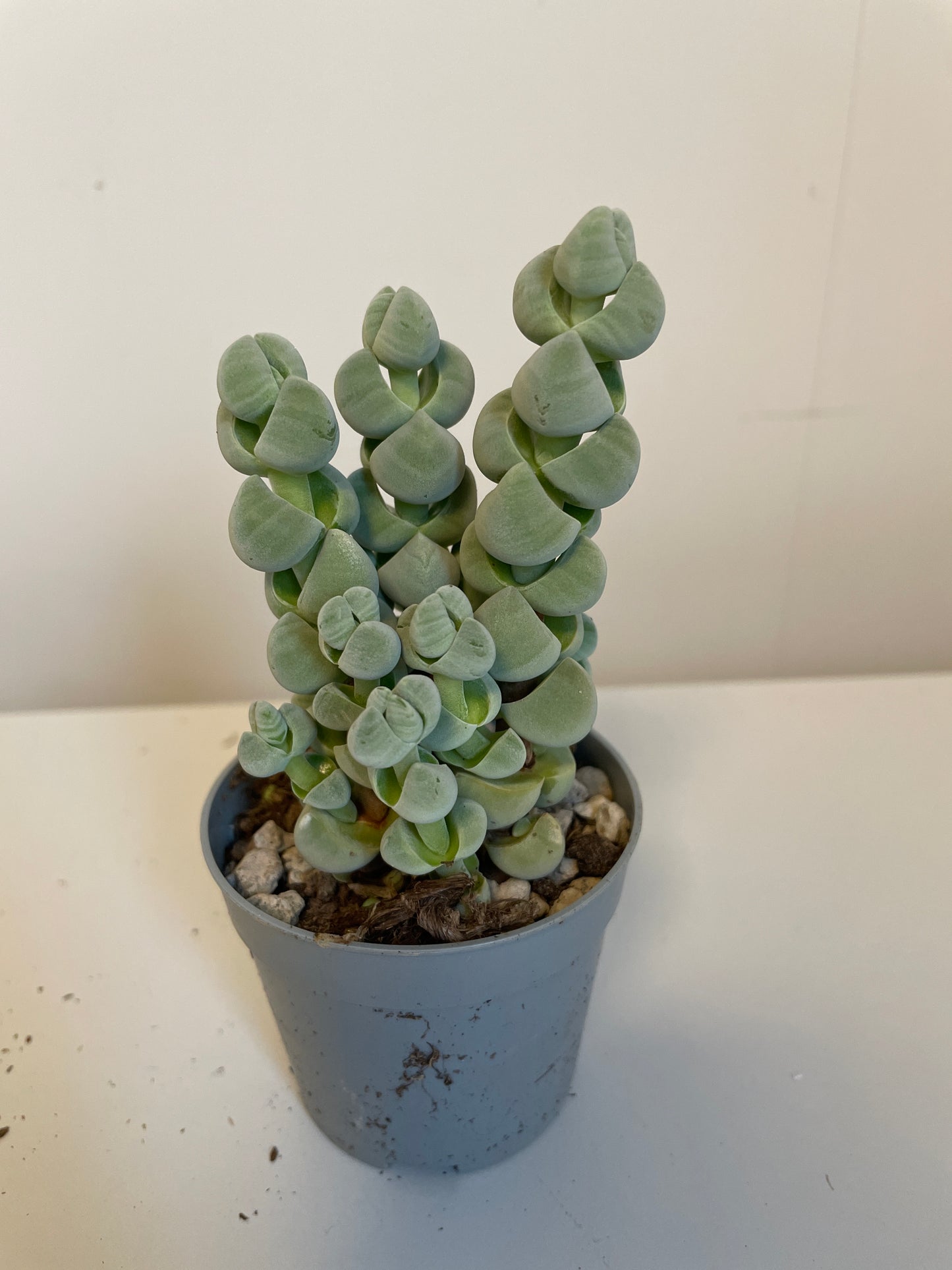 Bilde av Crassula Arta-Spanne Plantesalg