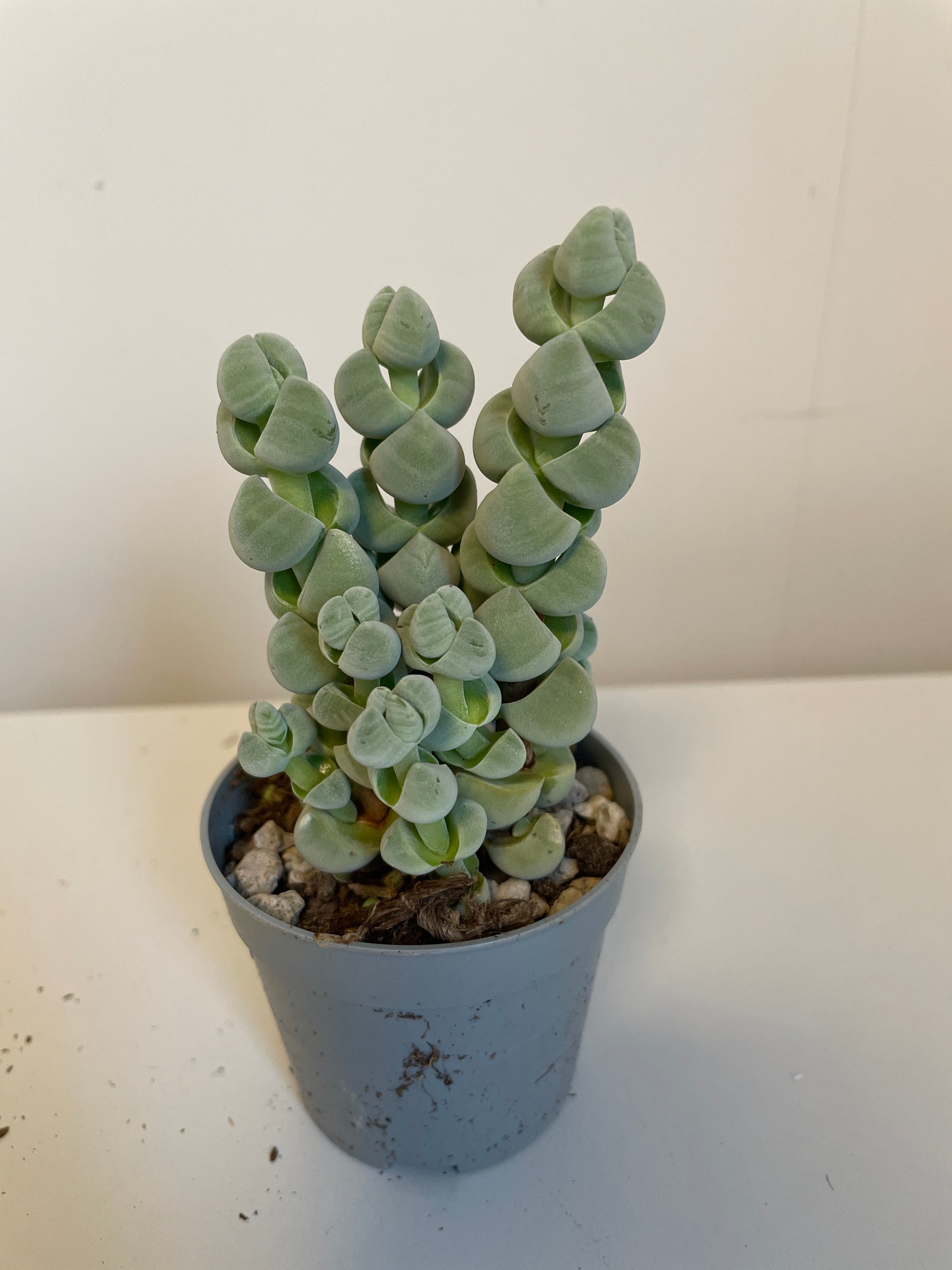 Bilde av Crassula Arta-Spanne Plantesalg