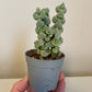 Bilde av Crassula Arta-Spanne Plantesalg