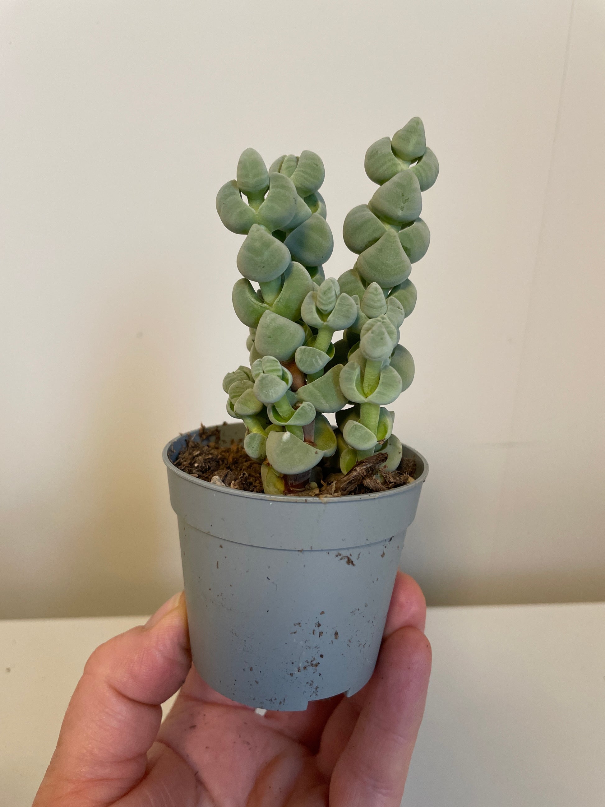 Bilde av Crassula Arta-Spanne Plantesalg