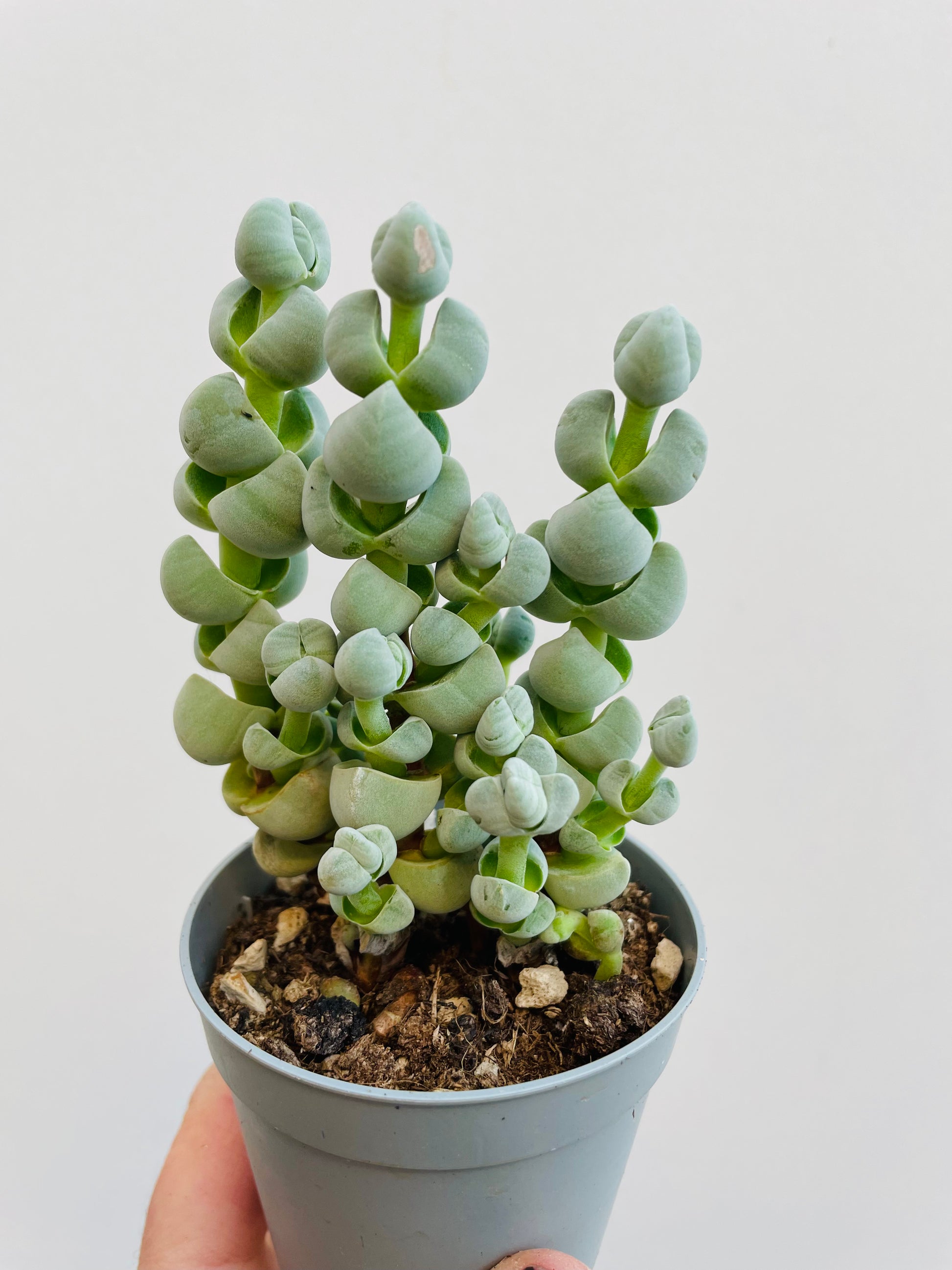 Bilde av Crassula ‘Arta’-Spanne Plantesalg
