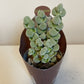 Bilde av Crassula Arta-Spanne Plantesalg