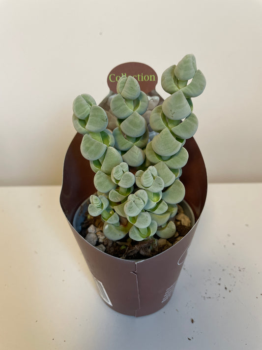 Bilde av Crassula Arta-Spanne Plantesalg
