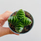 Bilde av Crassula ‘Buddha’s Temple’-Spanne Plantesalg
