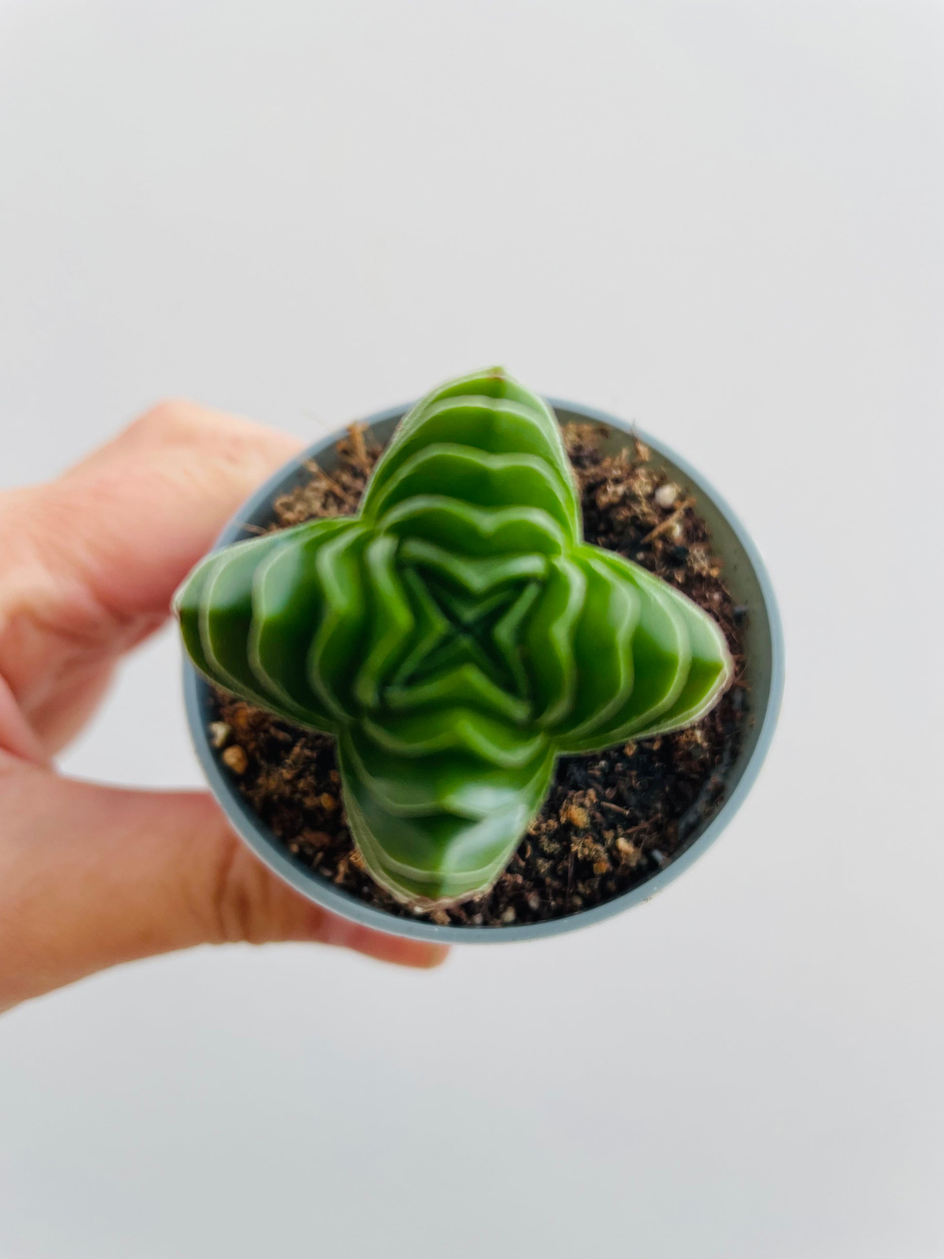 Bilde av Crassula ‘Buddha’s Temple’-Spanne Plantesalg
