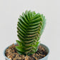 Bilde av Crassula ‘Buddha’s Temple’-Spanne Plantesalg