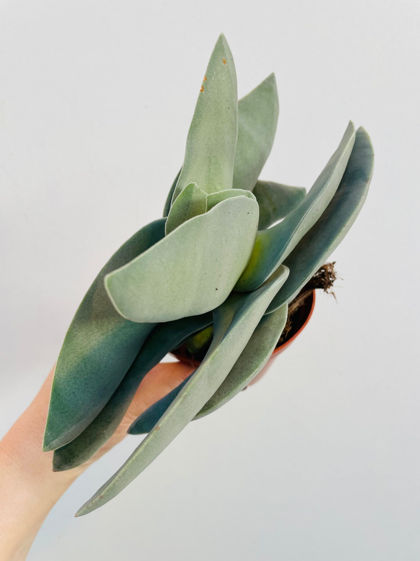 Bilde av Crassula falcata ‘Boomerang’-Spanne Plantesalg