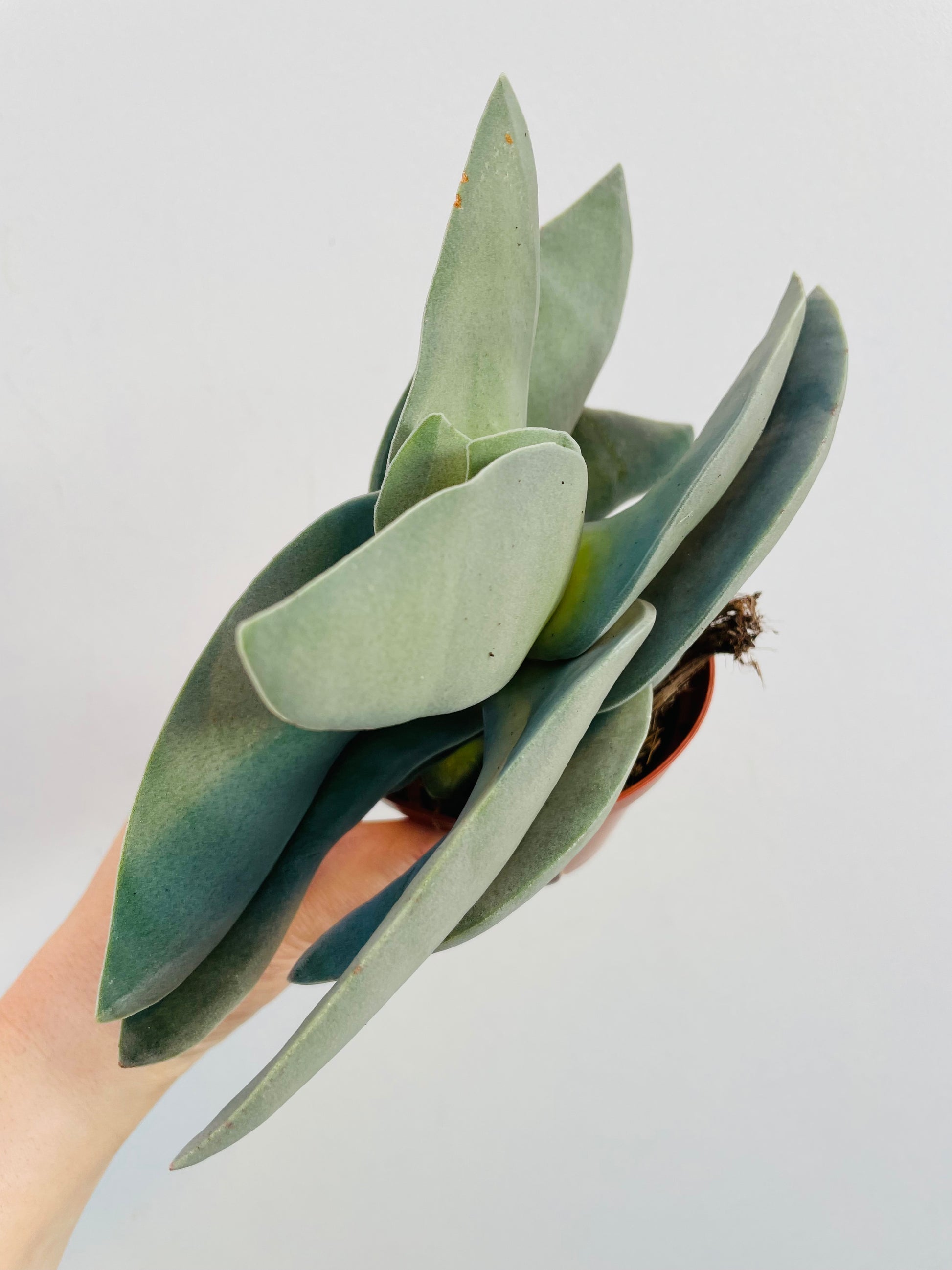 Bilde av Crassula falcata ‘Boomerang’-Spanne Plantesalg