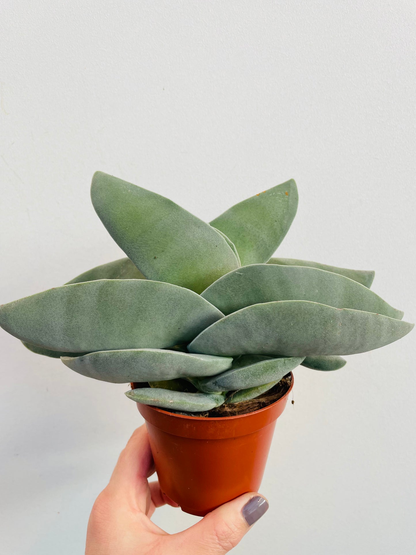 Bilde av Crassula falcata ‘Boomerang’-Spanne Plantesalg