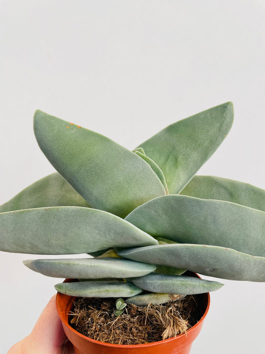 Bilde av Crassula falcata ‘Boomerang’-Spanne Plantesalg