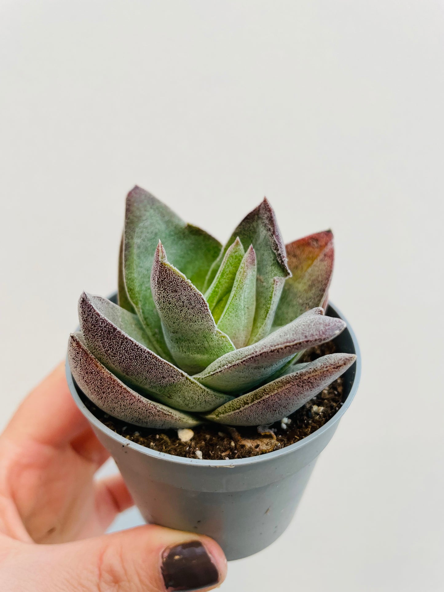 Bilde av Crassula ‘Garnet Lotus’-Spanne Plantesalg