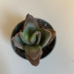 Bilde av Crassula Garnet Lotus-Spanne Plantesalg