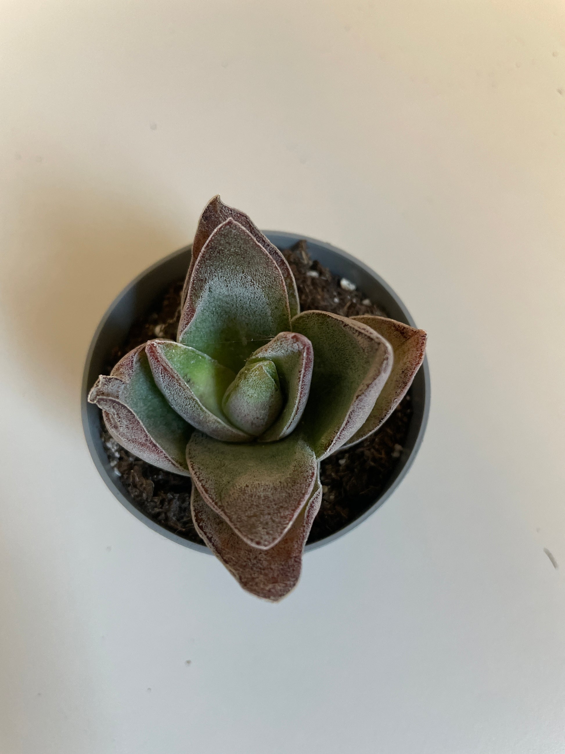 Bilde av Crassula Garnet Lotus-Spanne Plantesalg