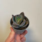 Bilde av Crassula Garnet Lotus-Spanne Plantesalg
