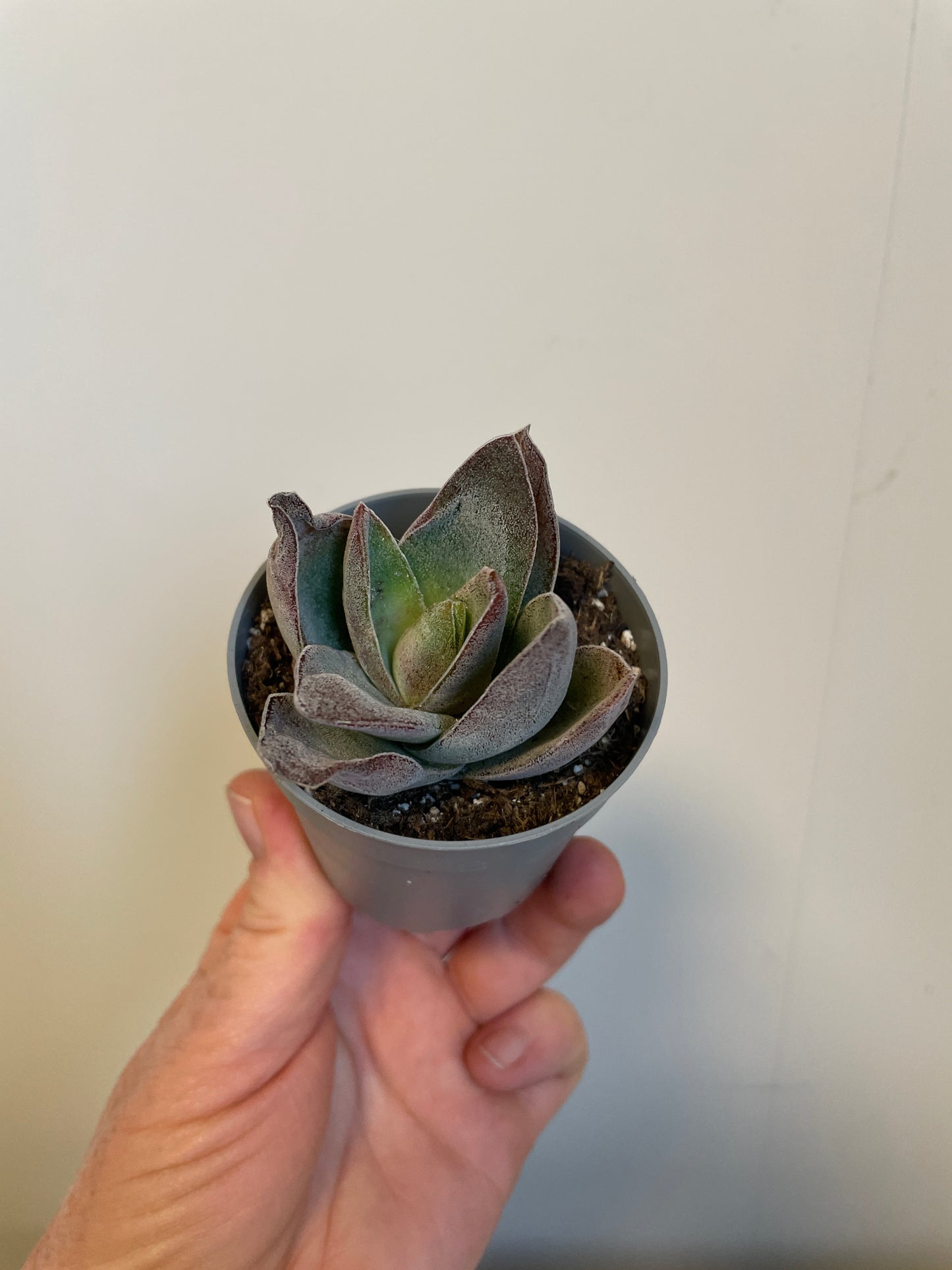 Bilde av Crassula Garnet Lotus-Spanne Plantesalg