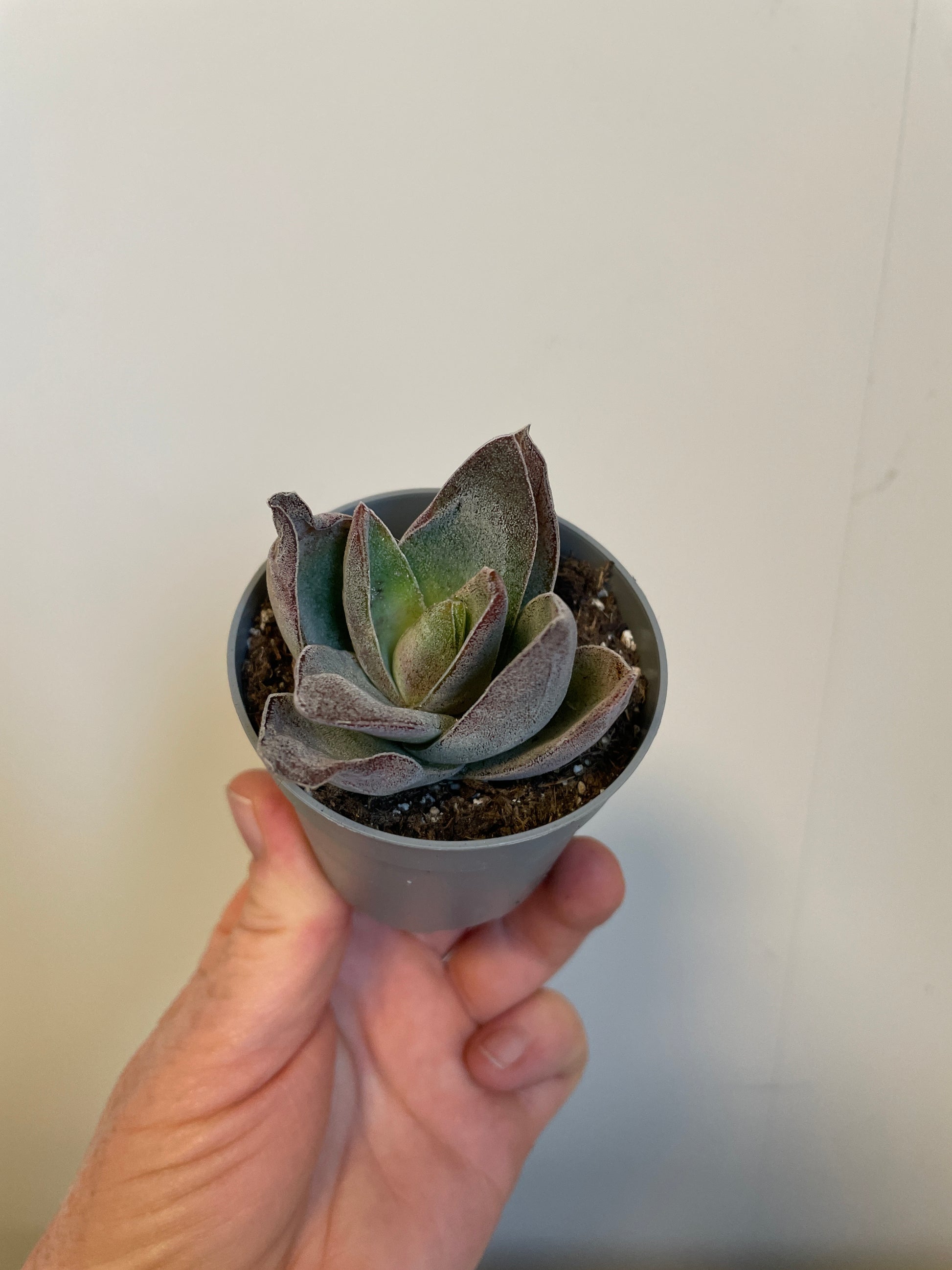 Bilde av Crassula Garnet Lotus-Spanne Plantesalg