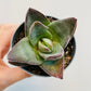 Bilde av Crassula ‘Garnet Lotus’-Spanne Plantesalg