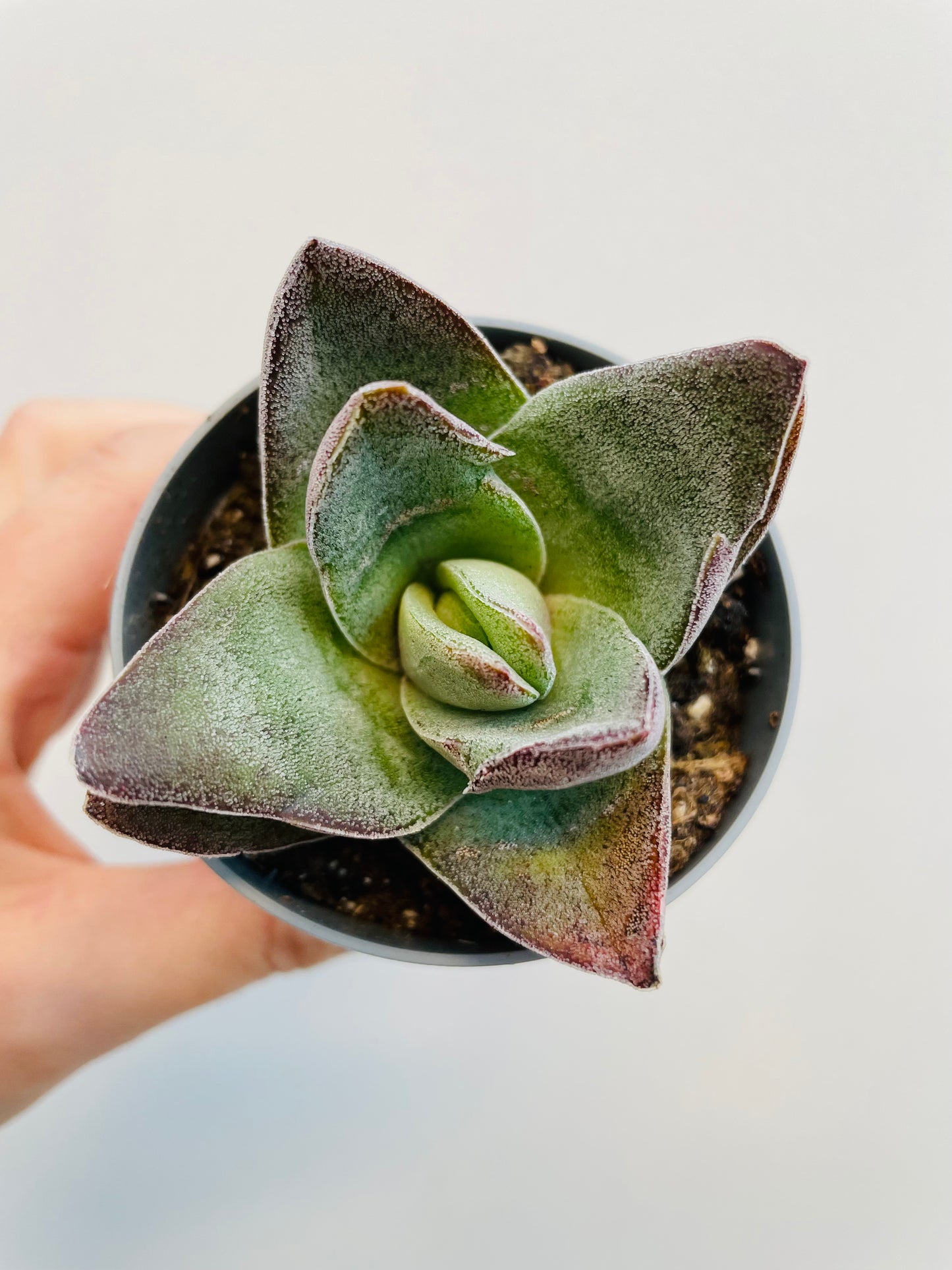 Bilde av Crassula ‘Garnet Lotus’-Spanne Plantesalg