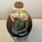 Bilde av Crassula Garnet Lotus-Spanne Plantesalg