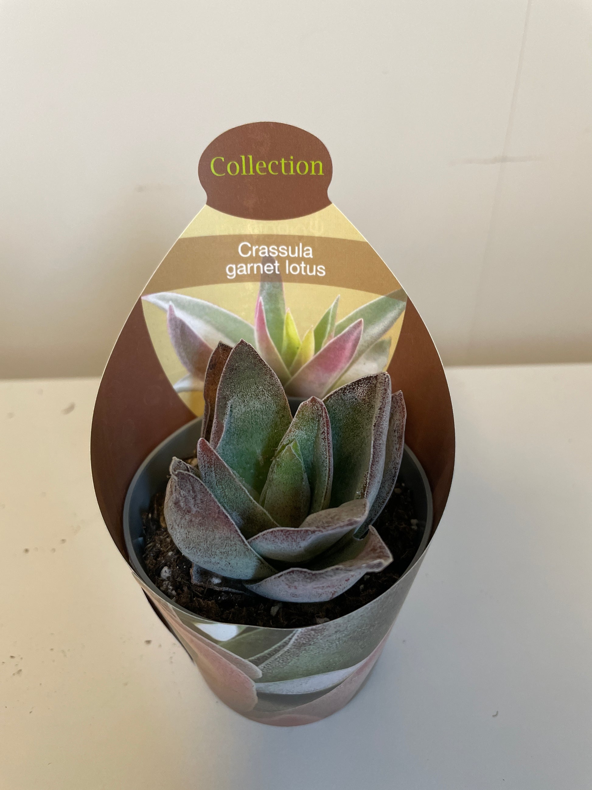Bilde av Crassula Garnet Lotus-Spanne Plantesalg