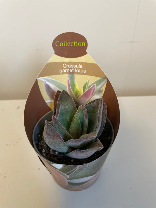 Bilde av Crassula Garnet Lotus-Spanne Plantesalg