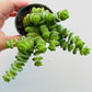 Bilde av Crassula marnieriana-Spanne Plantesalg