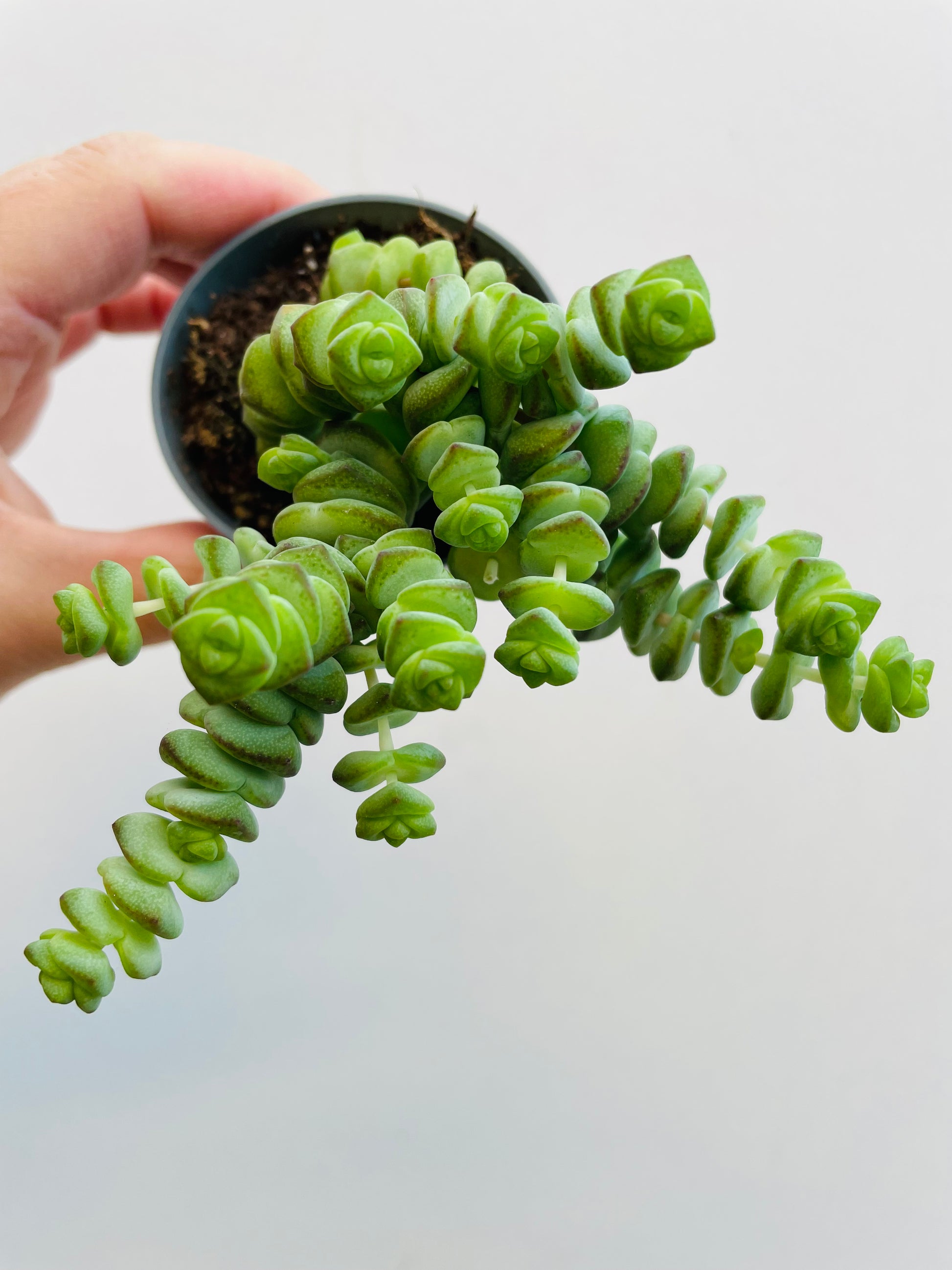 Bilde av Crassula marnieriana-Spanne Plantesalg