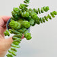 Bilde av Crassula marnieriana-Spanne Plantesalg