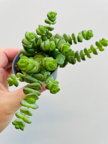 Bilde av Crassula marnieriana-Spanne Plantesalg