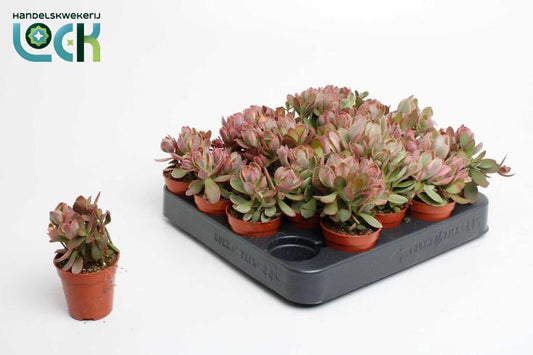 Bilde av Crassula Money Maker variegata-Spanne Plantesalg