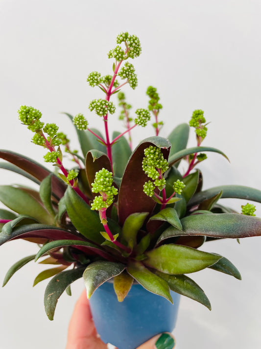 Bilde av Crassula orbicularis var. rosularis-Spanne Plantesalg