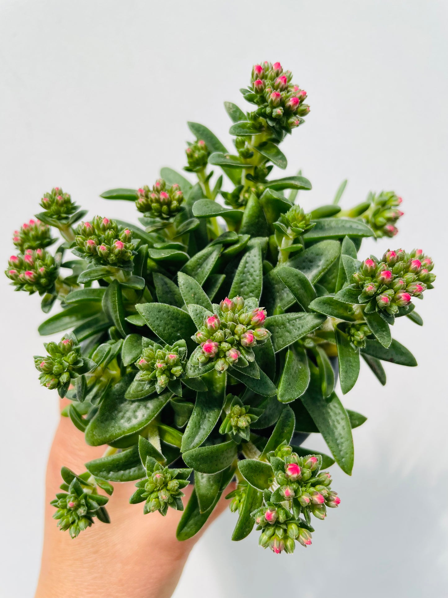 Crassula schmidtii