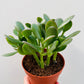 Bilde av Crassula ‘Sunset’ 10 cm potte-Spanne Plantesalg