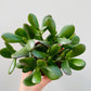 Bilde av Crassula ‘Sunset’ 10 cm potte-Spanne Plantesalg