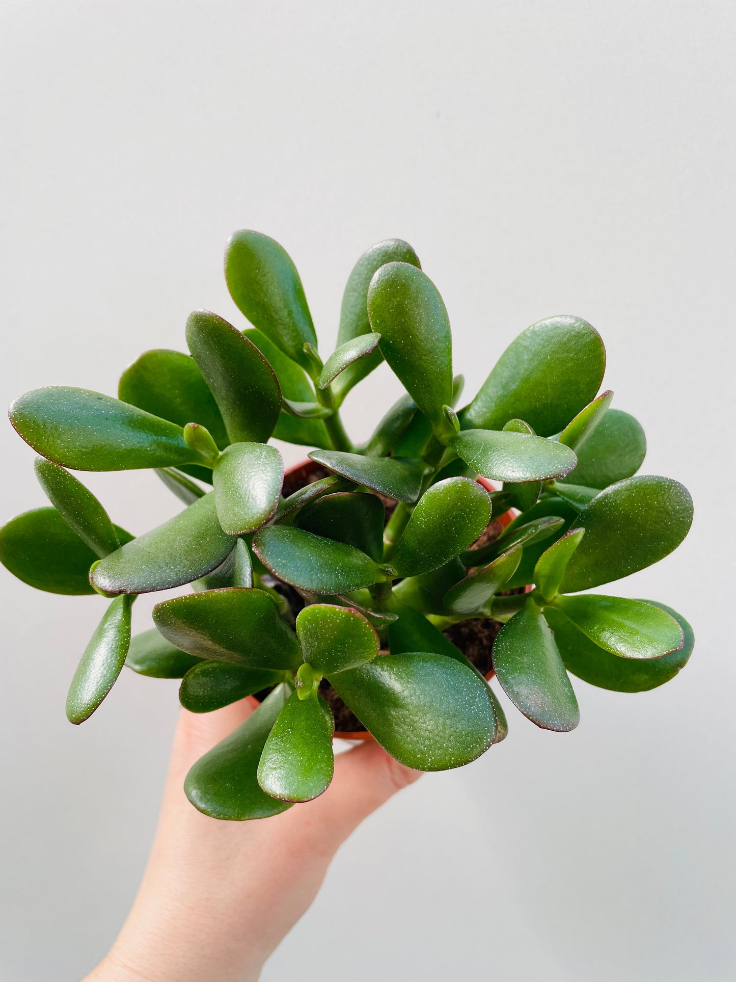 Bilde av Crassula ‘Sunset’ 10 cm potte-Spanne Plantesalg