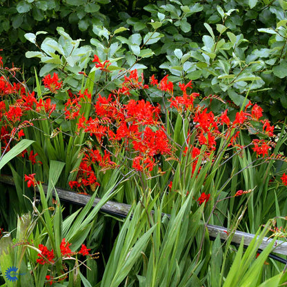 Bilde av Crocosmia 'Lucifer'-Spanne Plantesalg