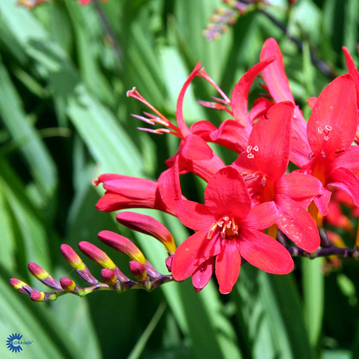 Bilde av Crocosmia 'Lucifer'-Spanne Plantesalg