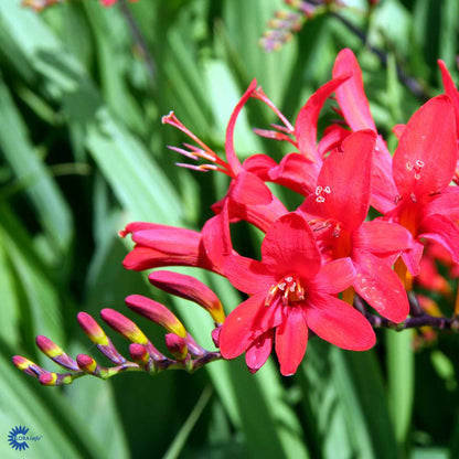 Bilde av Crocosmia 'Lucifer'-Spanne Plantesalg