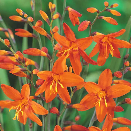 Bilde av Crocosmia masoniorum-Spanne Plantesalg