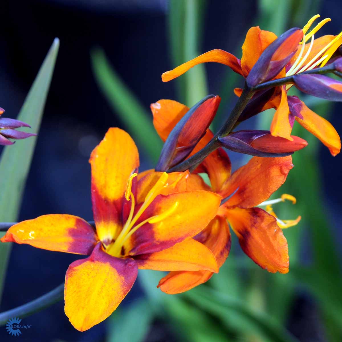 Bilde av Crocosmia mix-Spanne Plantesalg