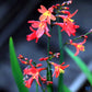 Bilde av Crocosmia mix-Spanne Plantesalg