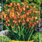 Bilde av Crocosmia-Spanne Plantesalg
